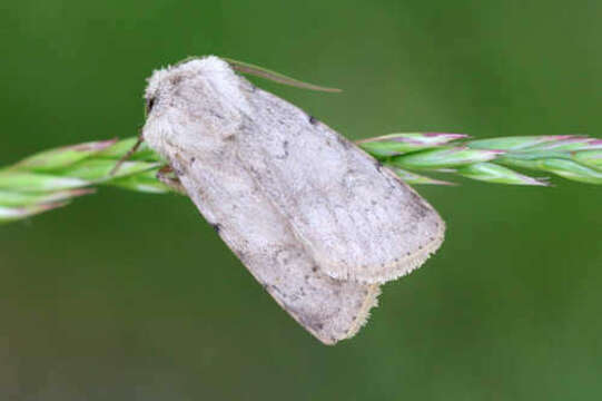 Image of light feathered rustic