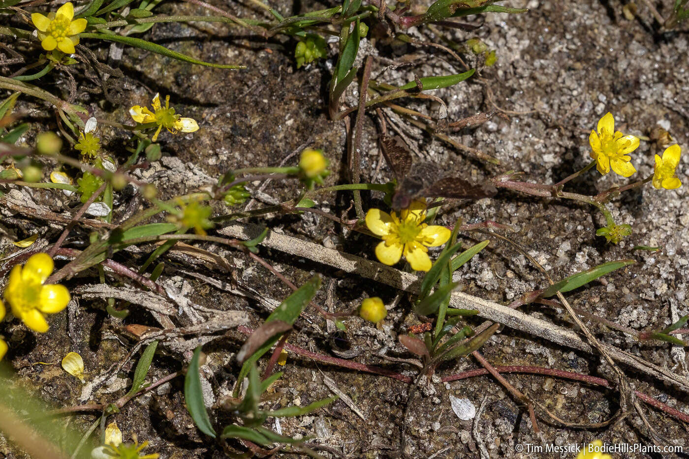 Image of Lesser Spearwort