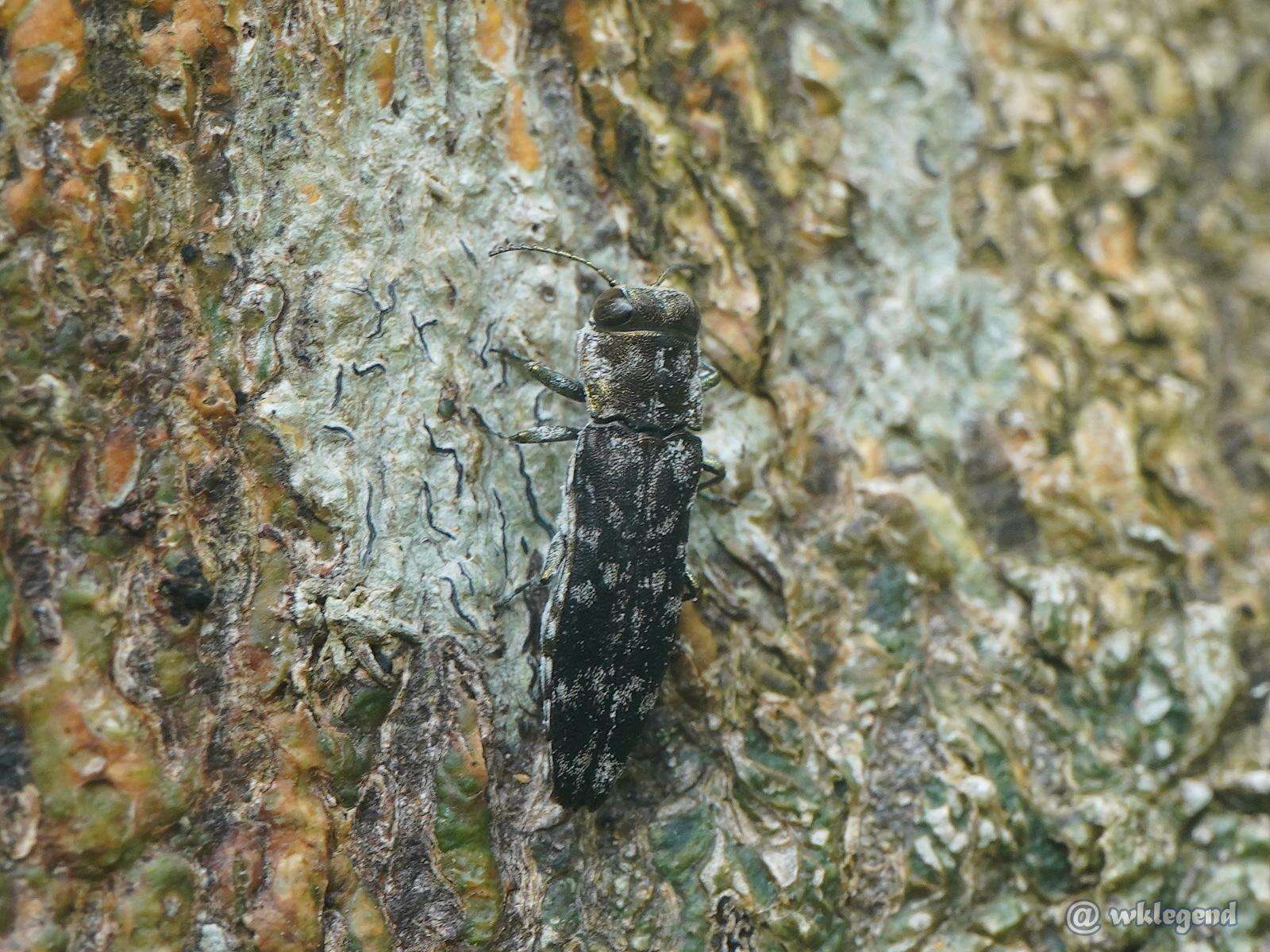 Image of Agrilus auriventris Saunders 1873