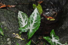 Слика од Syngonium llanoense Croat