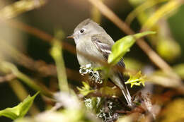 Empidonax hammondii (Xántus 1858)的圖片