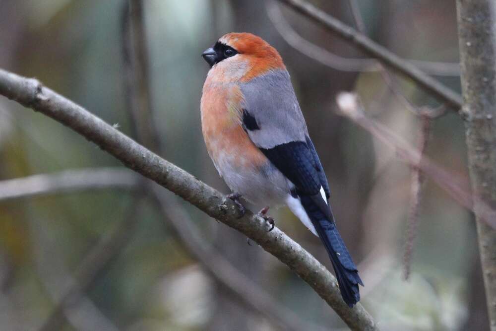 Image of Red-headed Bullfinch