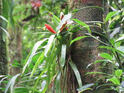 Guzmania nicaraguensis Mez & C. F. Baker的圖片