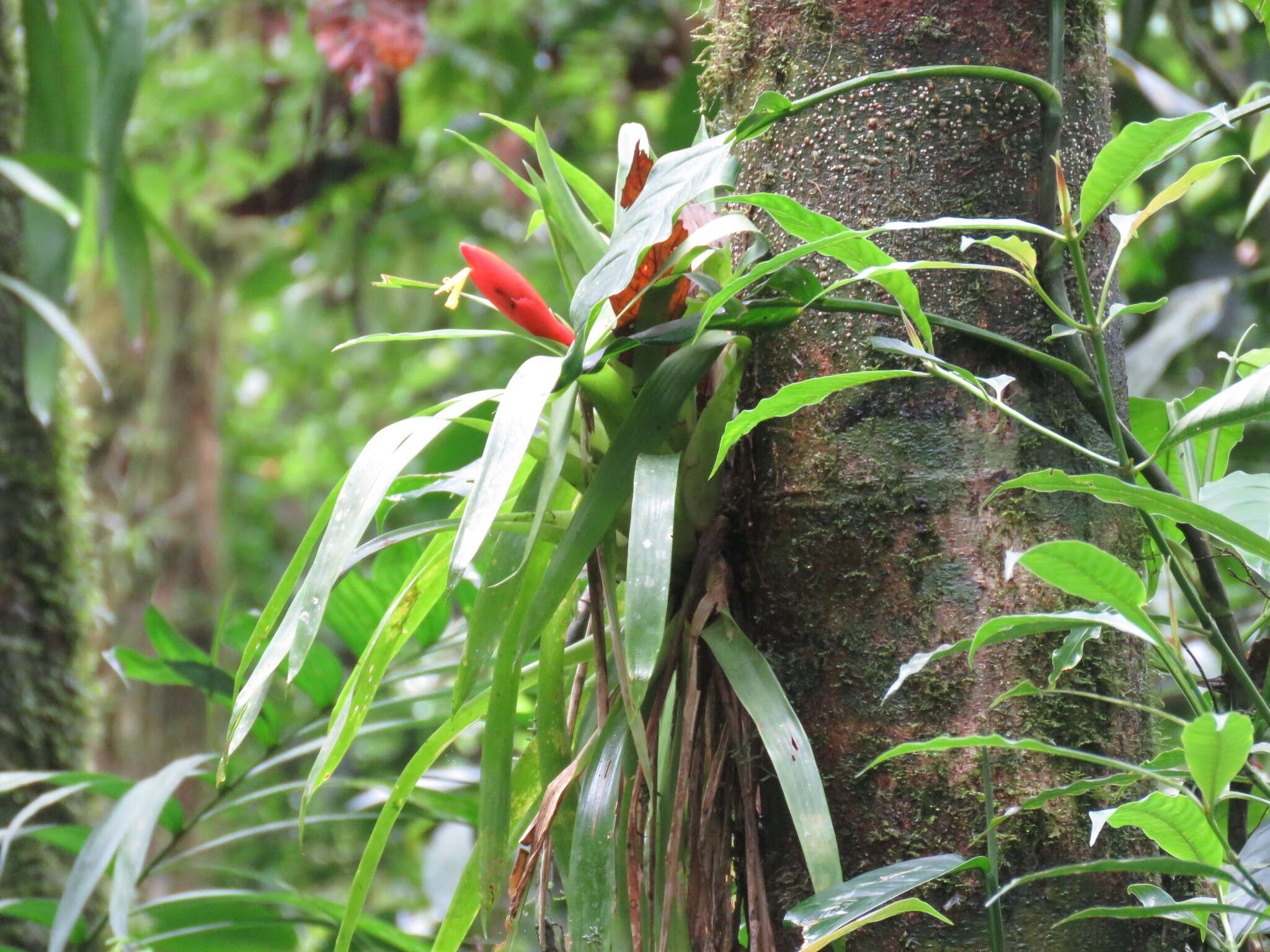 Guzmania nicaraguensis Mez & C. F. Baker的圖片