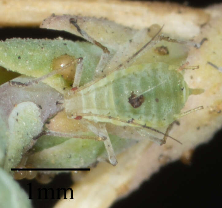 Image of Aphid