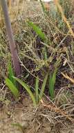 Image of Hippeastrum cybister (Herb.) Benth. ex Baker