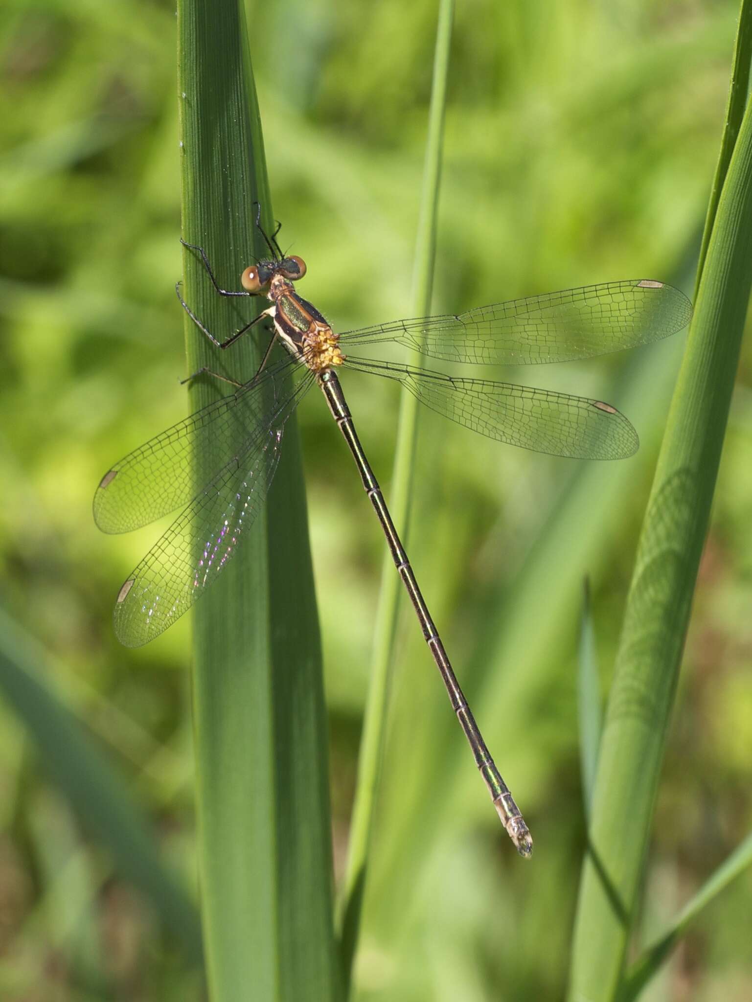 Imagem de Lestes inaequalis Walsh 1862