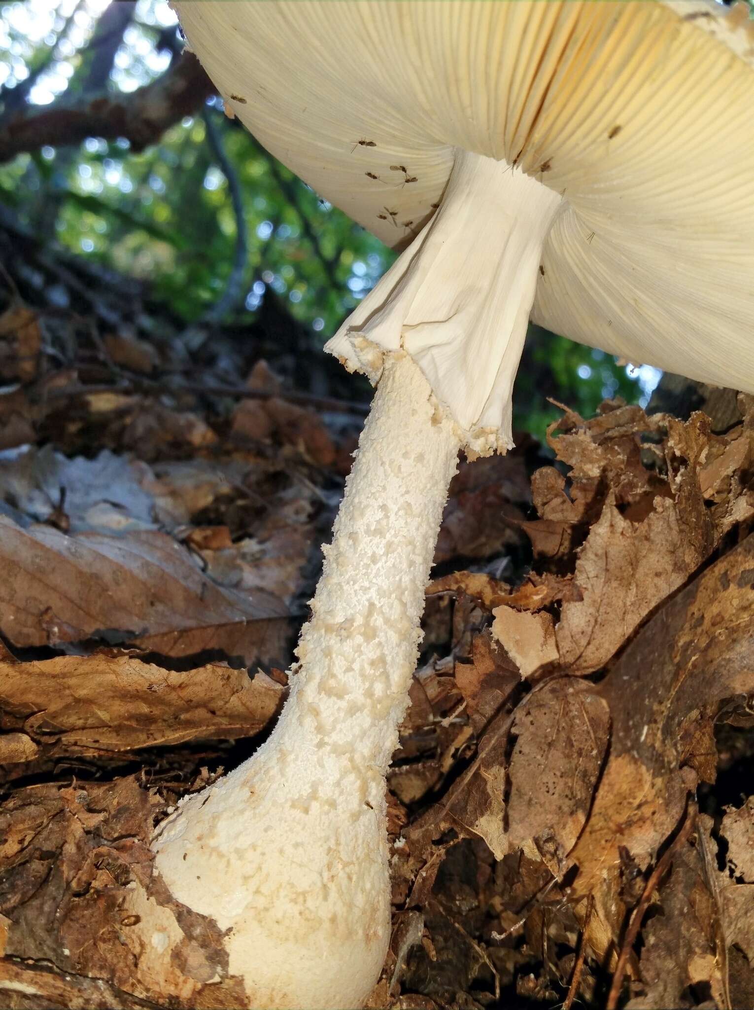 Plancia ëd Amanita daucipes (Sacc.) Lloyd 1898