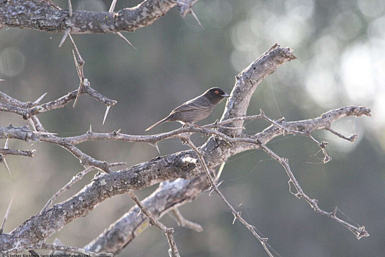 Image of Cinereous Tyrant