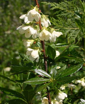 Image of Cascade Azalea