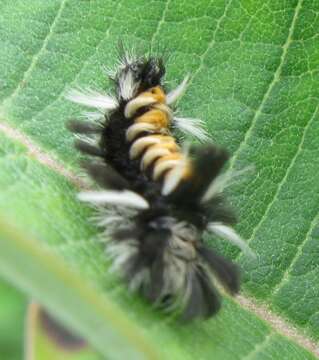 Image of Milkweed Tussock Moth