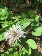 Image of eastern beebalm