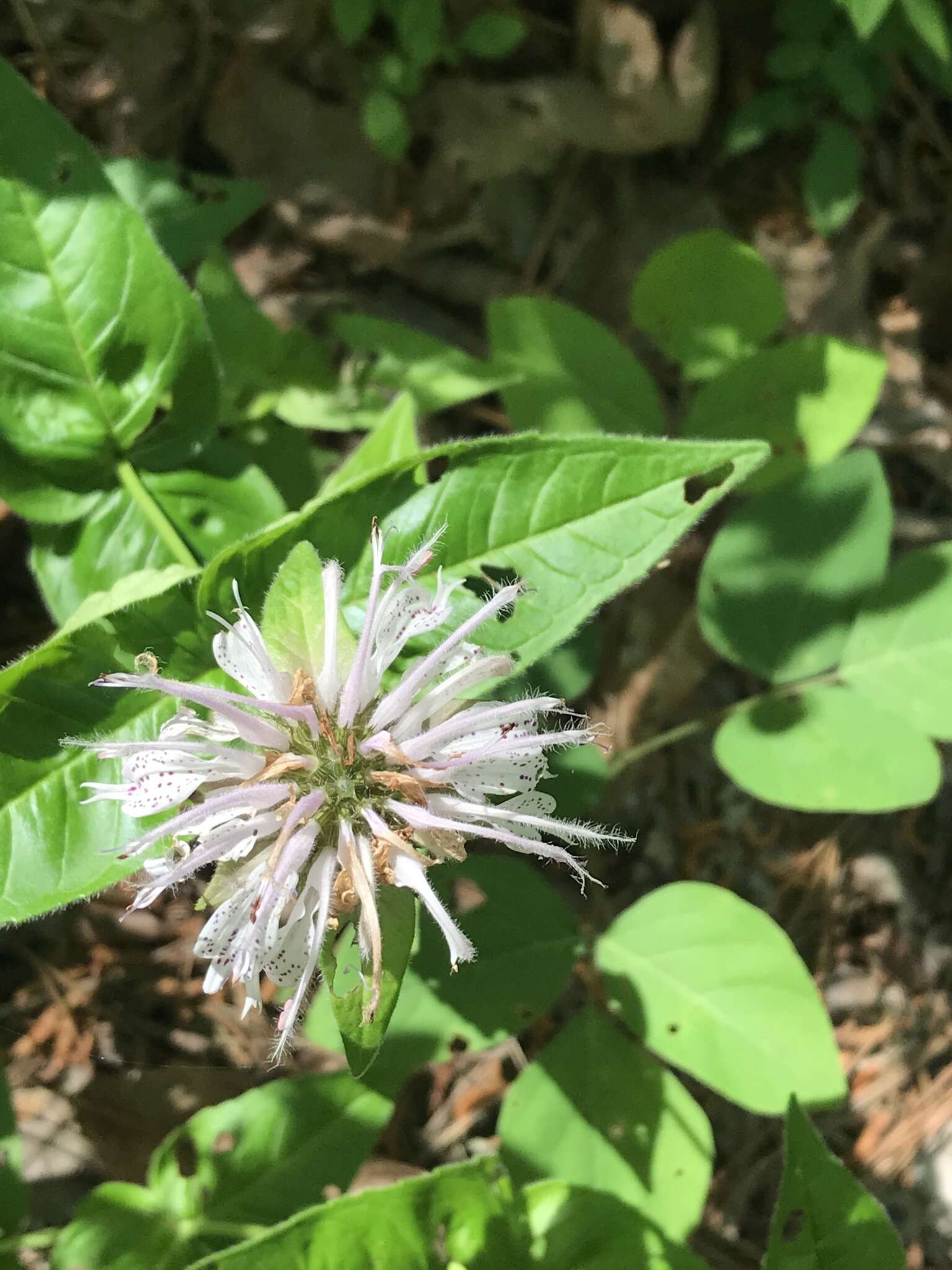 Image of eastern beebalm