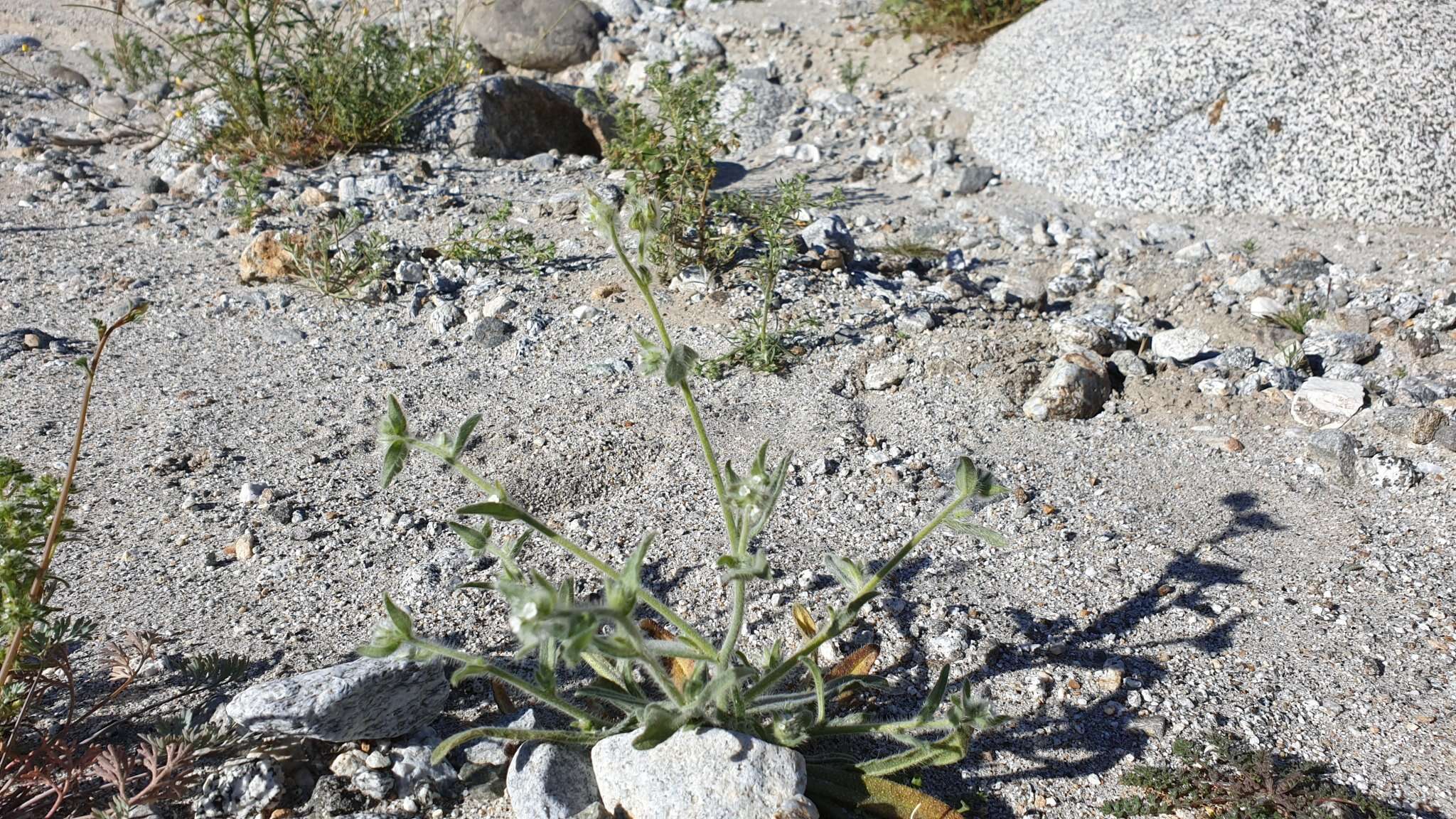 Image of Simpsonanthus jonesii (A. Gray) Guilliams, Hasenstab & B. G. Baldwin