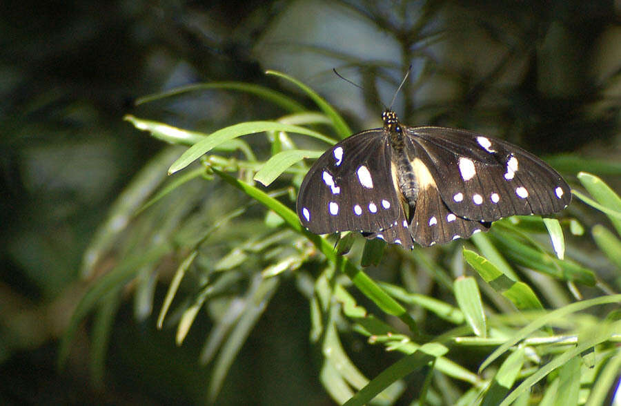 Image of White-banded Swallowtail