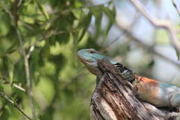 Image of Yucatán Spinytail Iguana