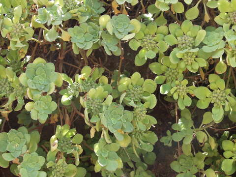 Image of Aeonium goochiae Webb. & Berth.