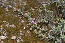 Image of Delosperma invalidum (N. E. Br.) N. E. K. Hartmann