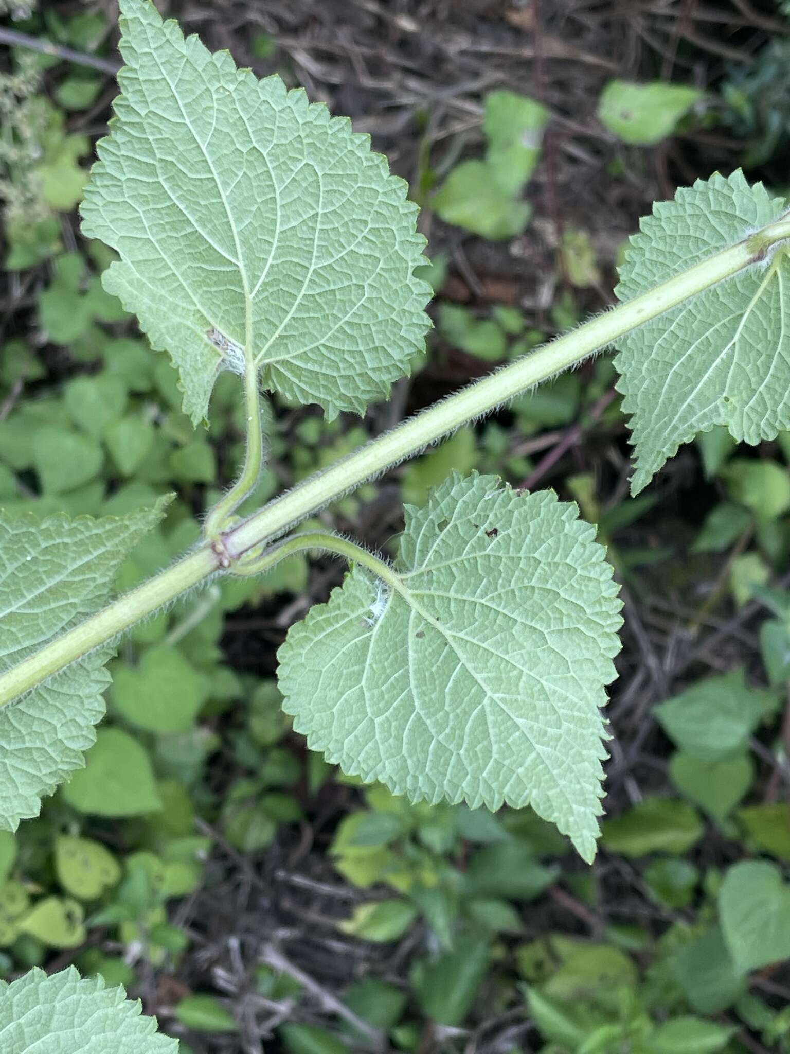 Stachys grandifolia E. Mey.的圖片