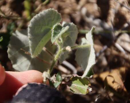 Image of Wright's Indian mallow