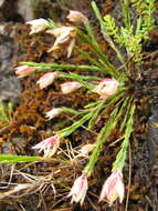 Plancia ëd Erica galgebergensis H. A. Baker