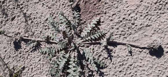 Image of Arizona phacelia