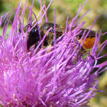 Image of Unarmed Leaf-cutter Bee