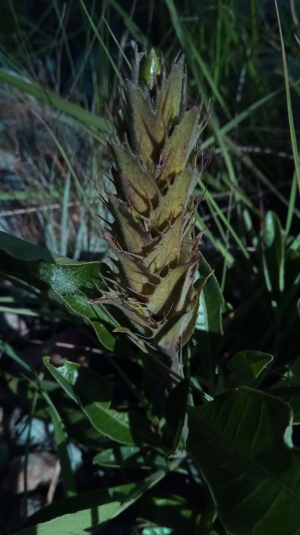 Image of Crossandra nobilis Benoist