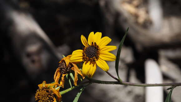 Image of California sunflower