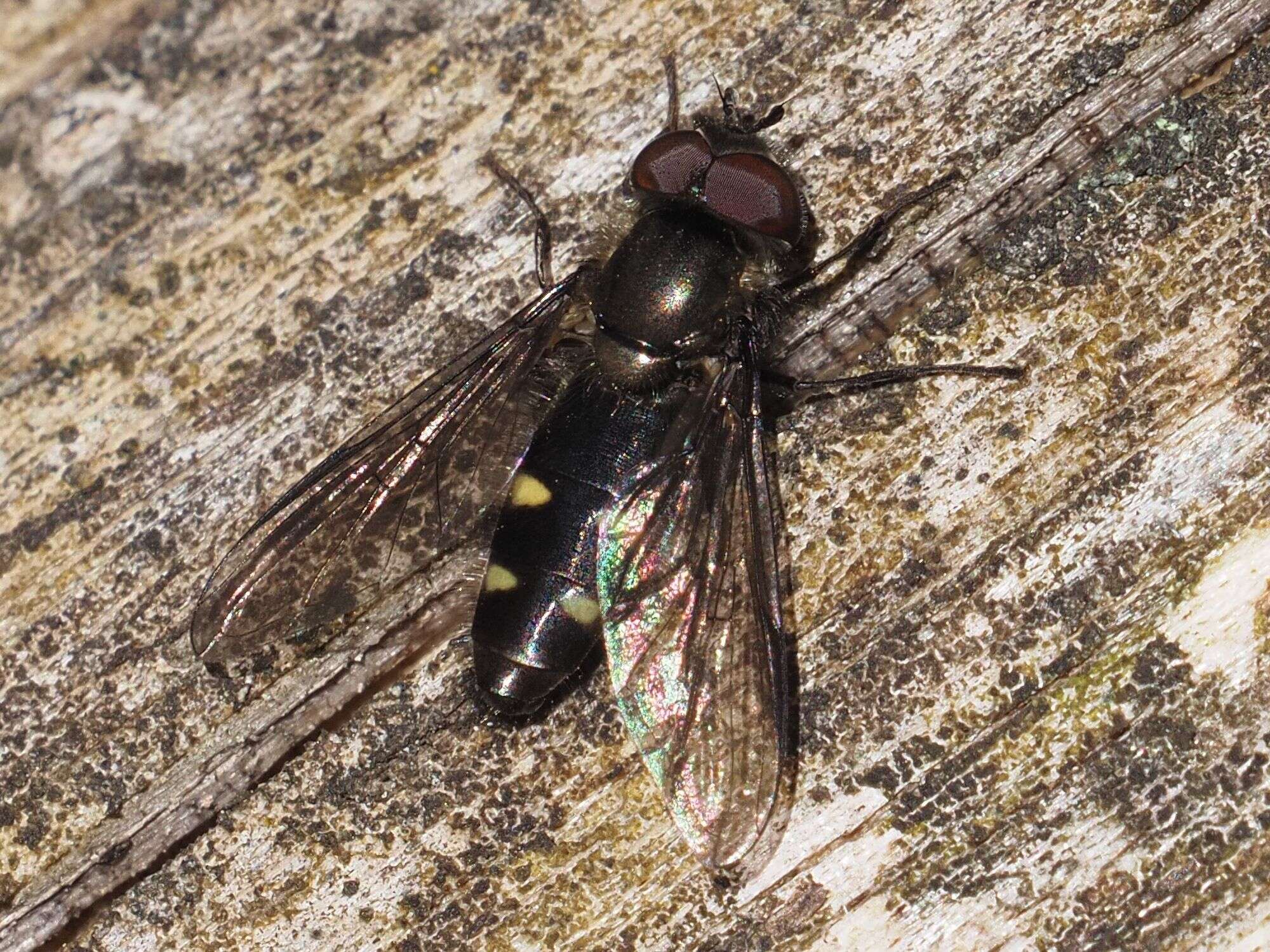 Image of Melangyna quadrimaculata (Verrall 1873)