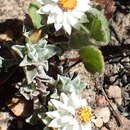 Image of Helichrysum altigenum Schltr. & Moeser