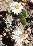 Image de Helichrysum altigenum Schltr. & Moeser