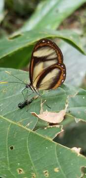 Image of Ithomia salapia Hewitson 1852