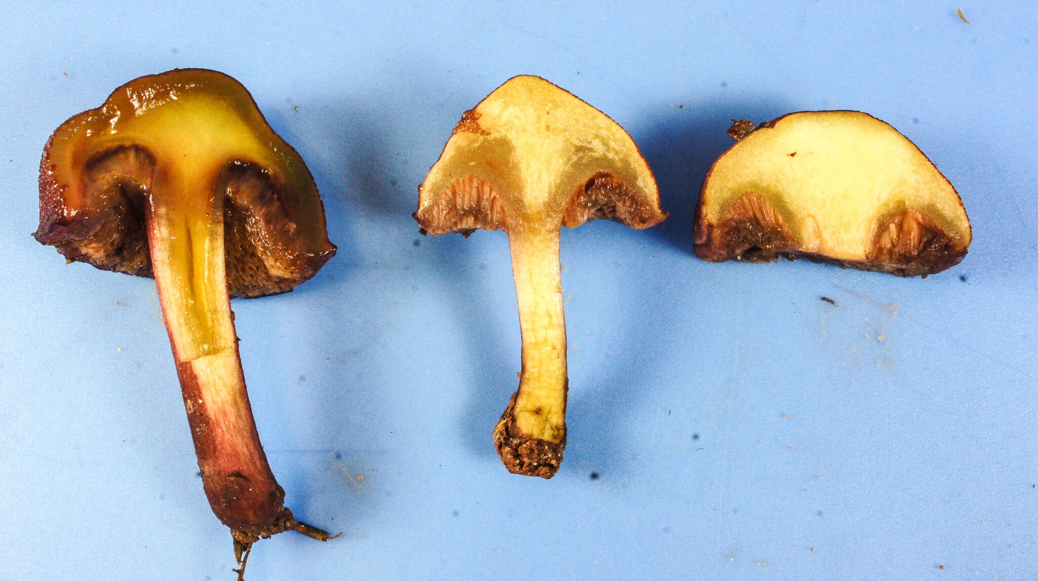 Image of Chalciporus pseudorubinellus (A. H. Sm. & Thiers) L. D. Gómez 1997