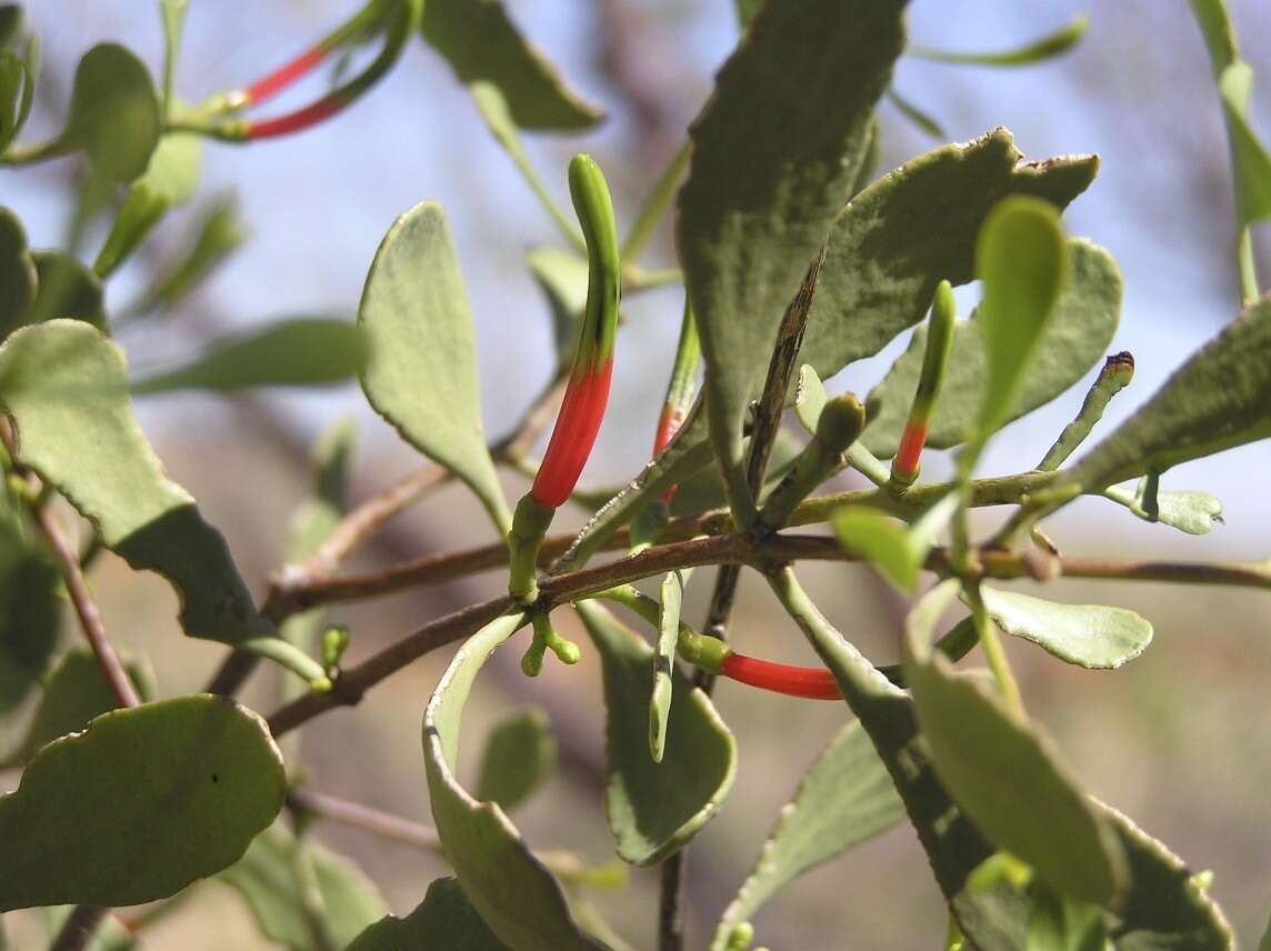 Image of Lysiana spathulata (Blakely) Barlow