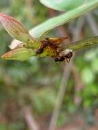 Plancia ëd Enchenopa concolor Fairmaire