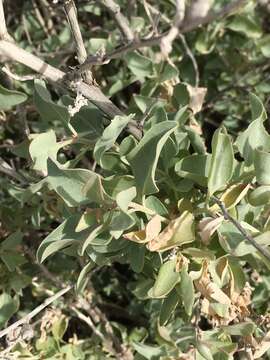 Image of saltbush