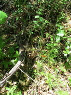 Image of Galium broomrape