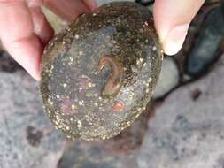 Image of Trnski's Clingfish