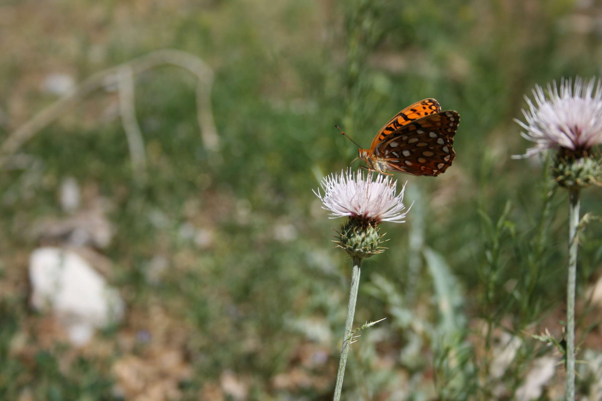 Image of Speyeria coronis carolae Dos Passos & Grey 1942