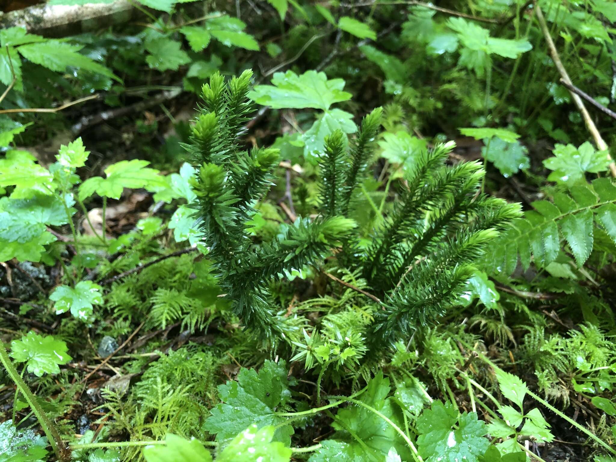 Image of western clubmoss