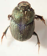 Image of Onthophagus aeruginosus Roth 1851