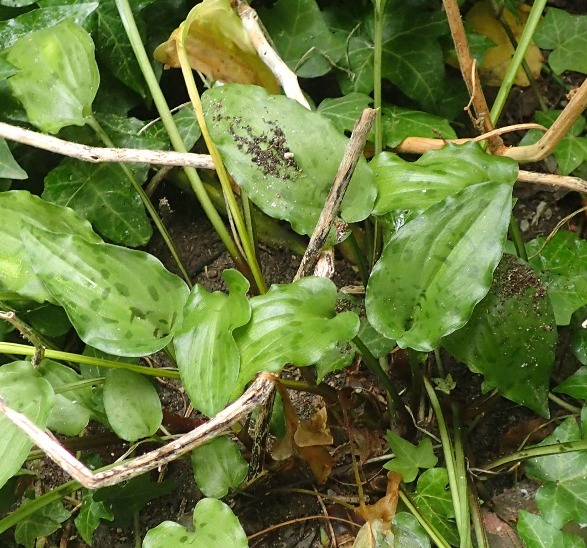 Imagem de Drimiopsis maculata Lindl. & Paxton