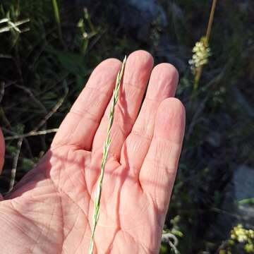 Image of Brachypodium mexicanum (Roem. & Schult.) Link