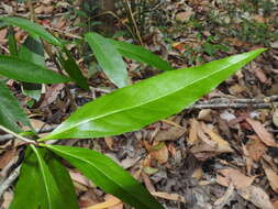 Image of Denhamia celastroides (F. Müll.) L. W. Jessup