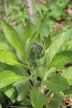 Image of Cynoglossum dubium (Fisch. & C. A. Mey.) Greuter & Stier