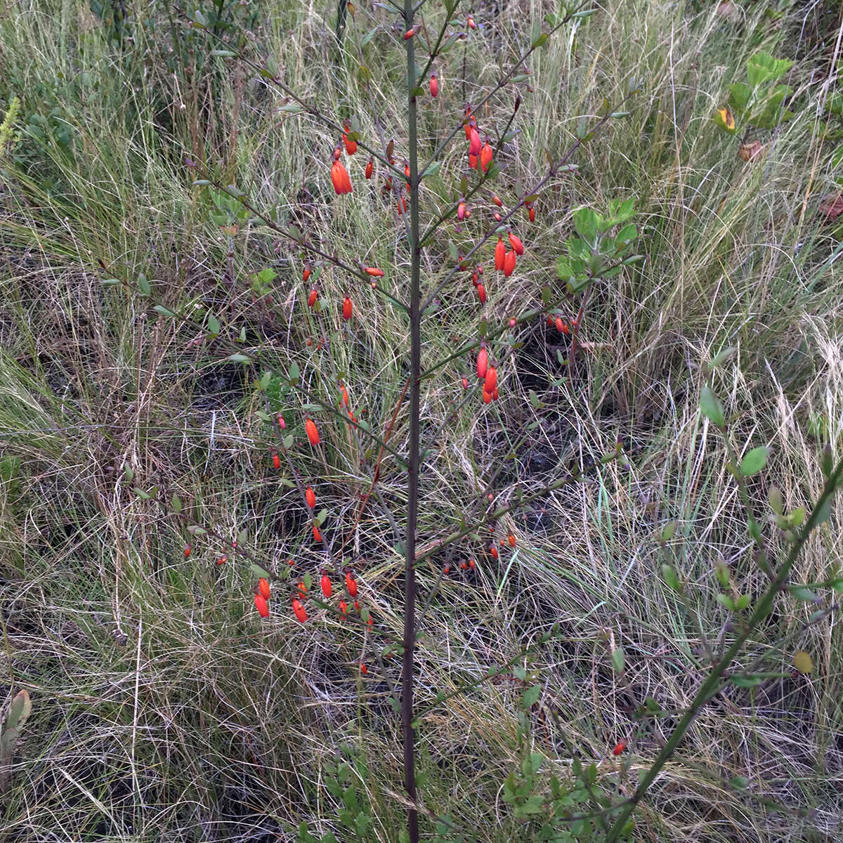 Image of Halleria elliptica Thunb.