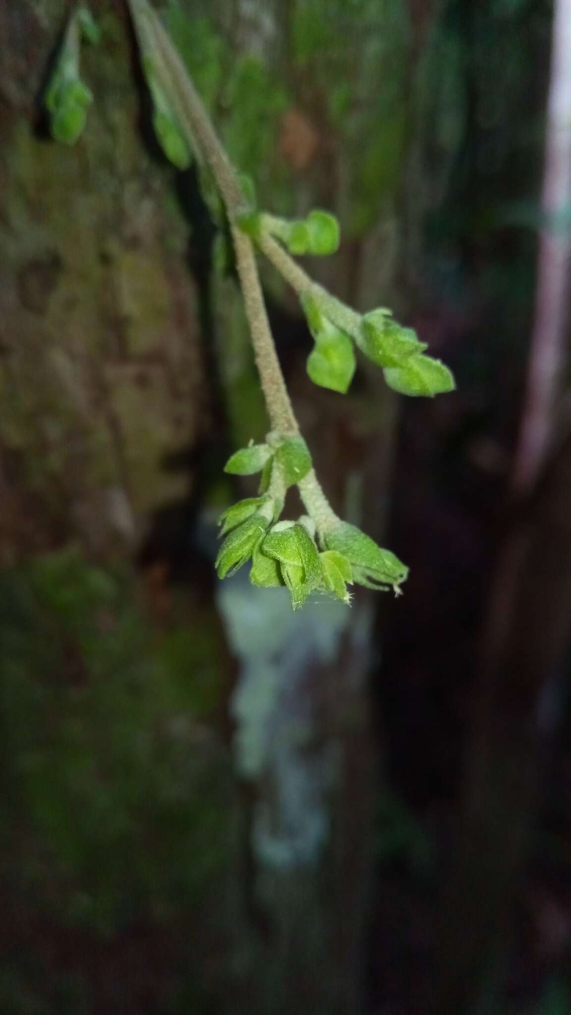 Слика од Schizolaena cauliflora Thouars