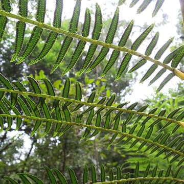 Plancia ëd Ptisana salicifolia (Schrad.) Senterre & Rouhan