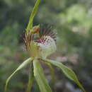 Image of Caladenia citrina Hopper & A. P. Br.